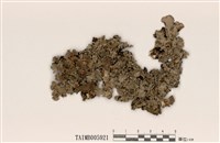 藏品(緣毛梅衣屬)的圖片